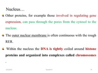 Nucleus…
Other proteins, for example those involved in regulating gene
expression, can pass through the pores from the cytosol to the
nucleus.
The outer nuclear membrane is often continuous with the rough
RER.
Within the nucleus the DNA is tightly coiled around histone
proteins and organized into complexes called chromosomes
.
Tewekel R 75
2/3/2023
 