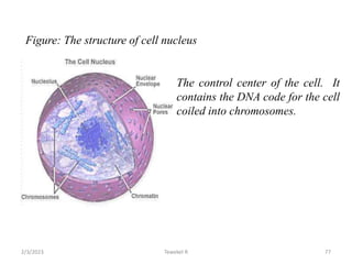 Figure: The structure of cell nucleus
The control center of the cell. It
contains the DNA code for the cell
coiled into chromosomes.
77
Tewekel R
2/3/2023
 