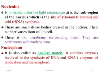 Nucleolus
It is visible under the light microscope ,it is the sub-region
of the nucleus which is the site of ribosomal ribonucleic
acid (rRNA) synthesis.
These are small dense bodies present in the nucleus. Their
number varies from cell to cell.
There is no membrane surrounding them. They are
continuous with nucleoplasm.
Nucleoplasm
It is also called as nuclear matrix. It contains enzymes
involved in the synthesis of DNA and RNA ( enzymes of
replication and transcription).
79
Tewekel R
2/3/2023
 