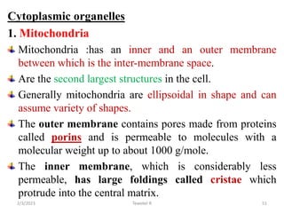 Cytoplasmic organelles
1. Mitochondria
Mitochondria :has an inner and an outer membrane
between which is the inter-membran...