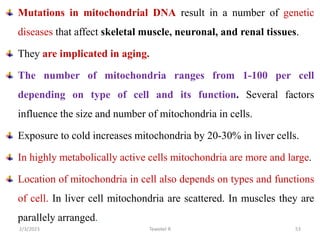 Mutations in mitochondrial DNA result in a number of genetic
diseases that affect skeletal muscle, neuronal, and renal tis...