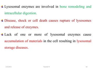 Lysosomal enzymes are involved in bone remodeling and
intracellular digestion.
Disease, shock or cell death causes rupture...