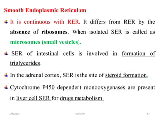 Smooth Endoplasmic Reticulum
It is continuous with RER. It differs from RER by the
absence of ribosomes. When isolated SER...