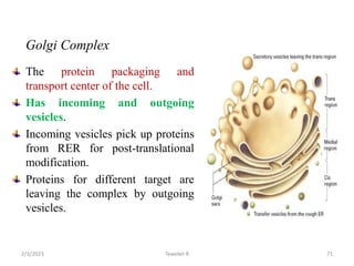 Golgi Complex
The protein packaging and
transport center of the cell.
Has incoming and outgoing
vesicles.
Incoming vesicle...