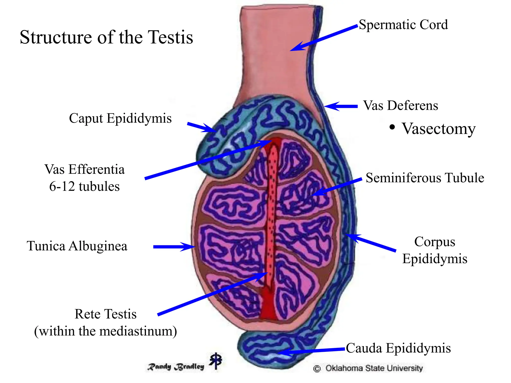 introduction to reproductive physiology of farm animals | PPTX