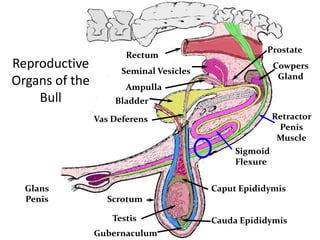 introduction to reproductive physiology of farm animals | PPTX