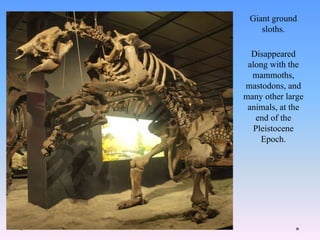 Giant ground
sloths.
Disappeared
along with the
mammoths,
mastodons, and
many other large
animals, at the
end of the
Pleistocene
Epoch.
 
