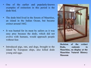 • One of the earlier and popularly-known
examples of extinction in this period is the
dodo bird.
• The dodo bird lived in the forests of Mauritius,
an island in the Indian Ocean, but became
extinct around 1662.
• It was hunted for its meat by sailors as it was
easy prey because the dodo, which did not
evolve with humans, would approach people
without fear.
• Introduced pigs, rats, and dogs, brought to the
island by European ships, also killed dodo
young and eggs.
Skeleton of the extinct
Dodo, endemic to
Mauritius, on display at the
Mauritius Natural History
Museum
 