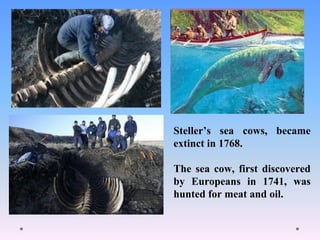 Steller’s sea cows, became
extinct in 1768.
The sea cow, first discovered
by Europeans in 1741, was
hunted for meat and oil.
 