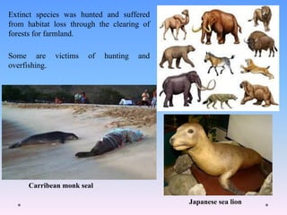 Extinct species was hunted and suffered
from habitat loss through the clearing of
forests for farmland.
Some are victims of hunting and
overfishing.
Japanese sea lion
Carribean monk seal
 