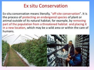 chapter 1 bio460 biological diversity uitm