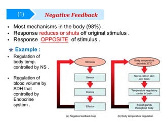 Beautiful view of Hormone Balance And Keto