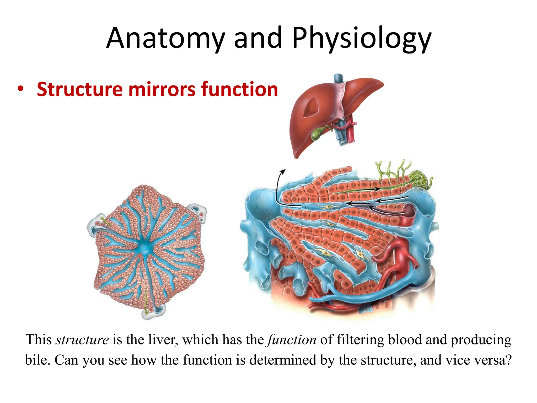 CHAPTER 1 INTRODUCTION TO HUMAN ANATOMY AND PHYSIOLOGY PDF NOTES visual data 5