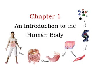 Chapter 1.1 Introduction to Human Anatomy & Physiology.pptx