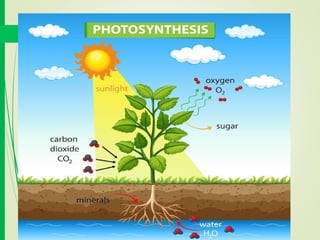 Photosynthesis for plant and carbon cycle | PDF