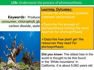 Photosynthesis for plant and carbon cycle | PDF