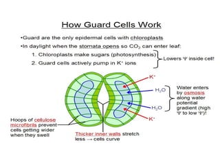 Photosynthesis for plant and carbon cycle | PDF