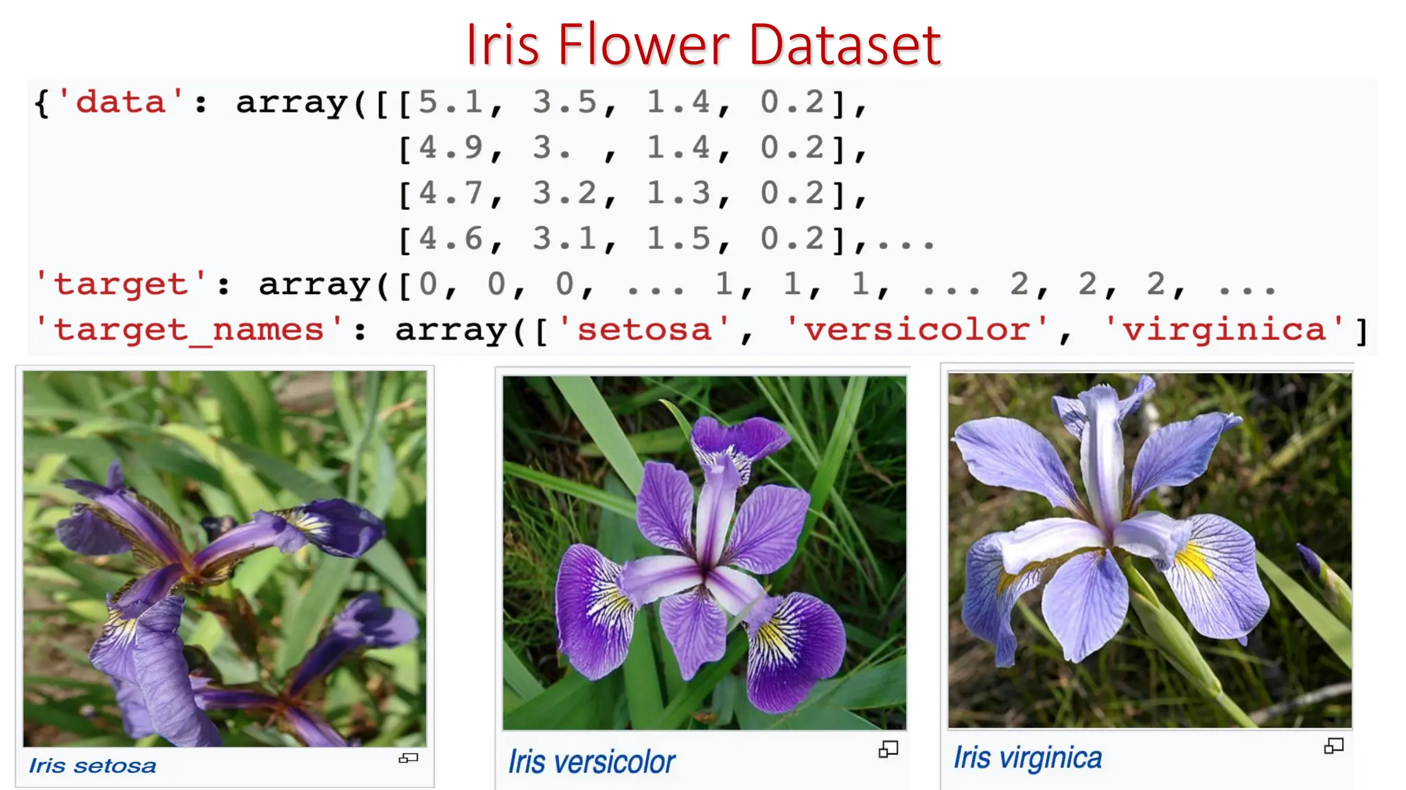 Iris Flower Dataset 
