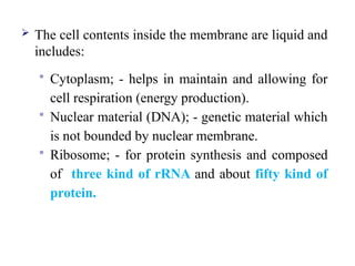  The cell contents inside the membrane are liquid and
includes:
 Cytoplasm; - helps in maintain and allowing for
cell respiration (energy production).
 Nuclear material (DNA); - genetic material which
is not bounded by nuclear membrane.
 Ribosome; - for protein synthesis and composed
of three kind of rRNA and about fifty kind of
protein.
 