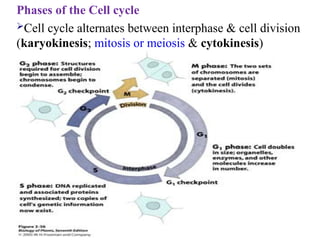 Phases of the Cell cycle
Cell cycle alternates between interphase & cell division
(karyokinesis; mitosis or meiosis & cytokinesis)
 