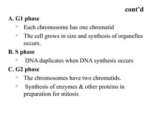 cont’d
A. G1 phase
 Each chromosome has one chromatid
 The cell grows in size and synthesis of organelles
occurs.
B. S phase
 DNA duplicates when DNA synthesis occurs
C. G2 phase
 The chromosomes have two chromatids.
 Synthesis of enzymes & other proteins in
preparation for mitosis
 