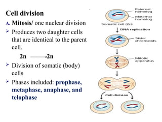 Cell division
A. Mitosis/ one nuclear division
 Produces two daughter cells
that are identical to the parent
cell.
2n 2n
 Division of somatic (body)
cells
 Phases included: prophase,
metaphase, anaphase, and
telophase
 