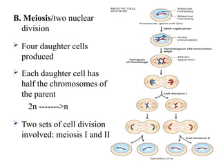 B. Meiosis/two nuclear
division
 Four daughter cells
produced
 Each daughter cell has
half the chromosomes of
the parent
2n ------->n
 Two sets of cell division
involved: meiosis I and II
 