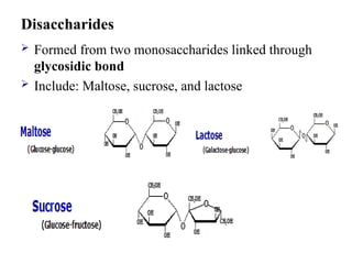 Disaccharides
 Formed from two monosaccharides linked through
glycosidic bond
 Include: Maltose, sucrose, and lactose
 