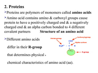 2. Proteins
Proteins are polymers of monomers called amino acids
Amino acid contains amino & carboxyl groups cause
protein to have a positively charged end & a negatively
charged end & an alpha carbon bonded to 4 different
covalent partners Structure of an amino acid
Different amino acids
differ in their R-group
that determines physical &
chemical characteristics of amino acid (aa).
 