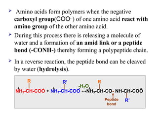  Amino acids form polymers when the negative
carboxyl group(COO-
) of one amino acid react with
amino group of the other amino acid.
 During this process there is releasing a molecule of
water and a formation of an amid link or a peptide
bond (-CONH-) thereby forming a polypeptide chain.
 In a reverse reaction, the peptide bond can be cleaved
by water (hydrolysis).
NH3-CH-COO + NH3-CH-COO ↔NH3-CH-CO- NH-CH-COO
R R’ R
R’
-H2O
Peptide
bond
- - -
+
+ +
 