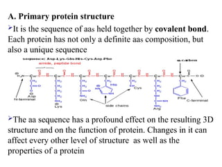 A. Primary protein structure
It is the sequence of aas held together by covalent bond.
Each protein has not only a definite aas composition, but
also a unique sequence
The aa sequence has a profound effect on the resulting 3D
structure and on the function of protein. Changes in it can
affect every other level of structure as well as the
properties of a protein
 