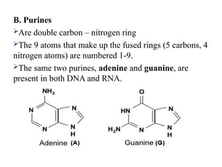 B. Purines
Are double carbon – nitrogen ring
The 9 atoms that make up the fused rings (5 carbons, 4
nitrogen atoms) are numbered 1-9.
The same two purines, adenine and guanine, are
present in both DNA and RNA.
 