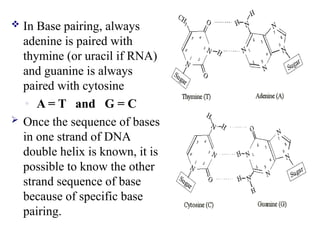  In Base pairing, always
adenine is paired with
thymine (or uracil if RNA)
and guanine is always
paired with cytosine
◦ A = T and G = C
 Once the sequence of bases
in one strand of DNA
double helix is known, it is
possible to know the other
strand sequence of base
because of specific base
pairing.
 