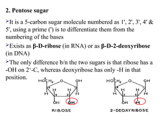 2. Pentose sugar
It is a 5-carbon sugar molecule numbered as 1', 2', 3', 4' &
5', using a prime (') is to differentiate them from the
numbering of the bases
Exists as β-D-ribose (in RNA) or as β-D-2-deoxyribose
(in DNA)
The only difference b/n the two sugars is that ribose has a
-OH on 2‘-C, whereas deoxyribose has only -H in that
position.
 