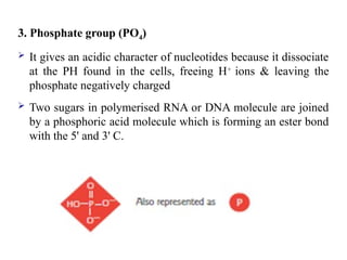 3. Phosphate group (PO4)
 It gives an acidic character of nucleotides because it dissociate
at the PH found in the cells, freeing H+
ions & leaving the
phosphate negatively charged
 Two sugars in polymerised RNA or DNA molecule are joined
by a phosphoric acid molecule which is forming an ester bond
with the 5' and 3' C.
 