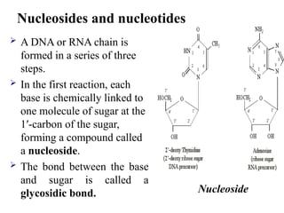  A DNA or RNA chain is
formed in a series of three
steps.
 In the first reaction, each
base is chemically linked to
one molecule of sugar at the
1′-carbon of the sugar,
forming a compound called
a nucleoside.
 The bond between the base
and sugar is called a
glycosidic bond. Nucleoside
Nucleosides and nucleotides
 