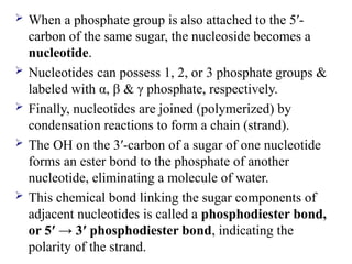  When a phosphate group is also attached to the 5′-
carbon of the same sugar, the nucleoside becomes a
nucleotide.
 Nucleotides can possess 1, 2, or 3 phosphate groups &
labeled with α, β & γ phosphate, respectively.
 Finally, nucleotides are joined (polymerized) by
condensation reactions to form a chain (strand).
 The OH on the 3′-carbon of a sugar of one nucleotide
forms an ester bond to the phosphate of another
nucleotide, eliminating a molecule of water.
 This chemical bond linking the sugar components of
adjacent nucleotides is called a phosphodiester bond,
or 5′ → 3′ phosphodiester bond, indicating the
polarity of the strand.
 