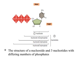  The structure of a nucleoside and 3 nucleotides with
differing numbers of phosphates
 