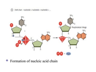 Formation of nucleic acid chain
 