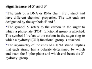 Significance of 5′ and 3′
The ends of a DNA or RNA chain are distinct and
have different chemical properties. The two ends are
designated by the symbols 5′ and 3′.
The symbol 5′ refers to the carbon in the sugar to
which a phosphate (PO4) functional group is attached.
The symbol 3′ refers to the carbon in the sugar ring to
which a hydroxyl (OH) functional group is attached.
The asymmetry of the ends of a DNA strand implies
that each strand has a polarity determined by which
end bears the 5′-phosphate and which end bears the 3′-
hydroxyl group.
 