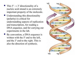  This 5′ → 3′ directionality of a
nucleic acid strand is an extremely
important property of the molecule.
 Understanding this directionality
(polarity) is critical for
understanding aspects of replication
and transcription, for reading a
DNA sequence, and for carrying out
experiments in the lab.
 By convention, a DNA sequence is
written with the 5′ end to the left,
and the 3′ end to the right. This is
also the direction of synthesis.
 