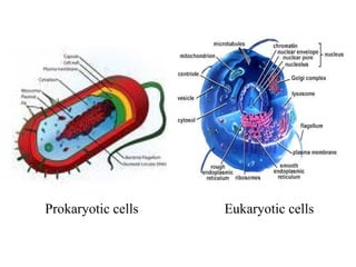 Prokaryotic cells Eukaryotic cells
 