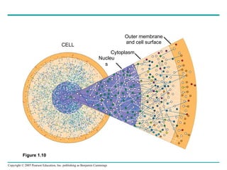 Chapter 1 Exploring Life Campbell Biology | PPT