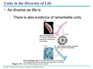 Chapter 1 Exploring Life Campbell Biology | PPT