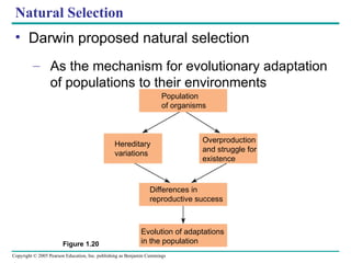 Chapter 1 Exploring Life Campbell Biology | PPT