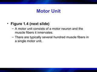 Motor Unit Figure Comprehensive Overview of Human Body Systems: Structure and Function | PPT