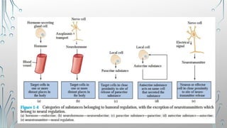 Control Systems In The Body Comprehensive Introduction to Human Physiology: Homeostasis, Control ...