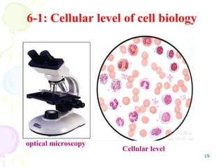 chapter1-2 introduction to cell biology.ppt
