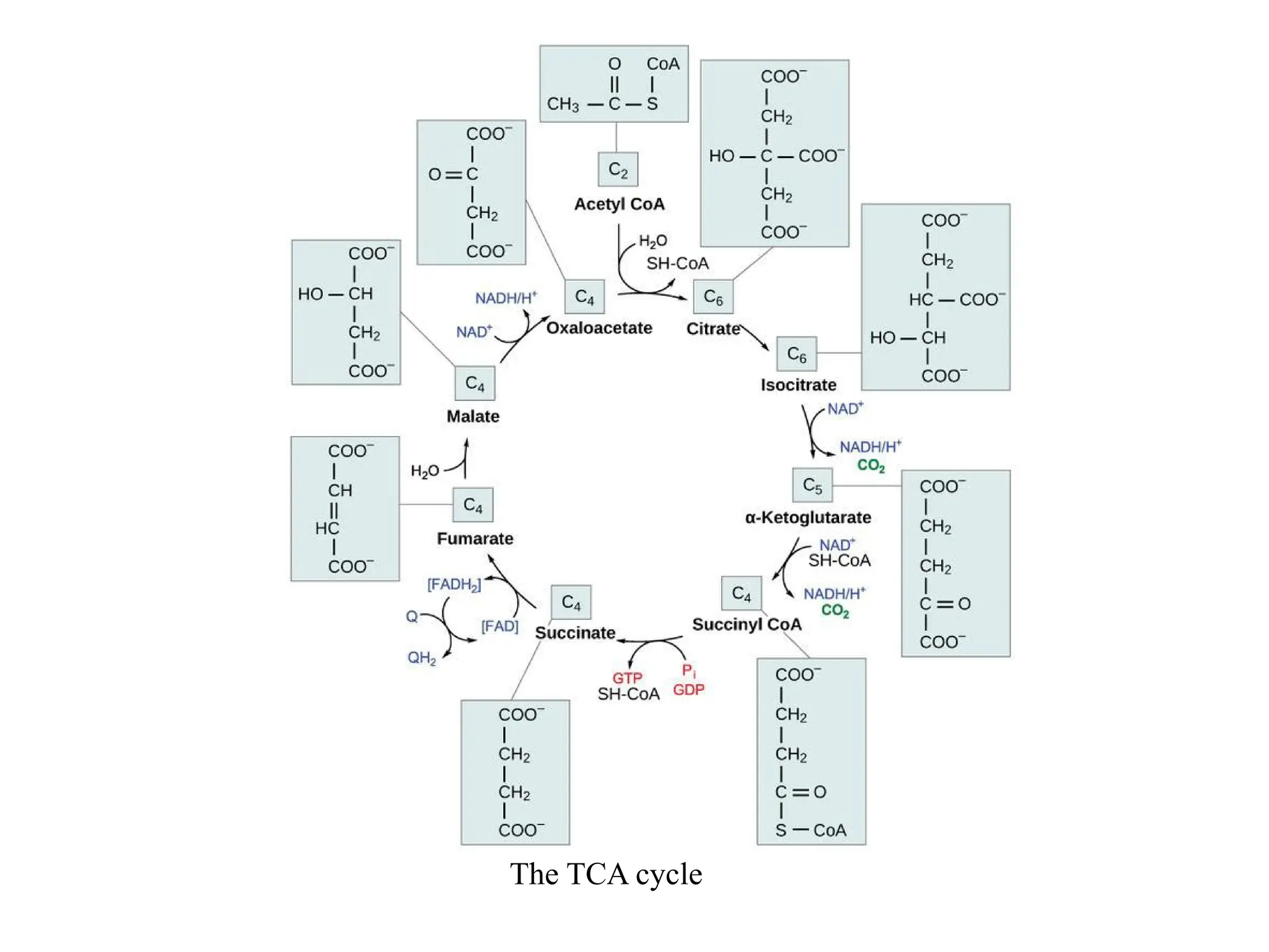 The TCA cycle
 