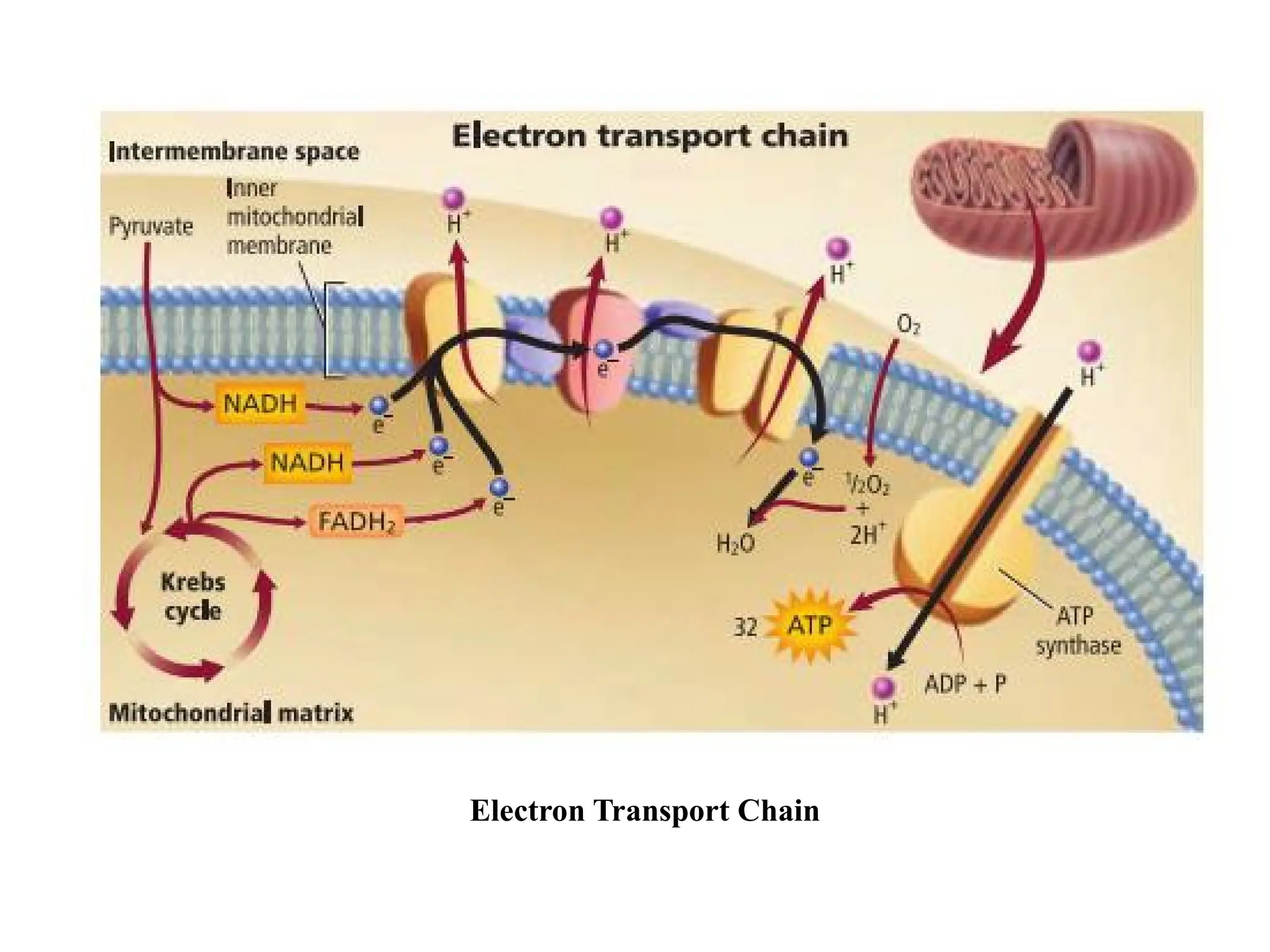 Electron Transport Chain
 